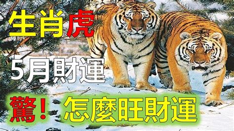 2023屬虎每月運勢|【屬虎2023生肖運勢】財運步步高升，桃花運銳不可。